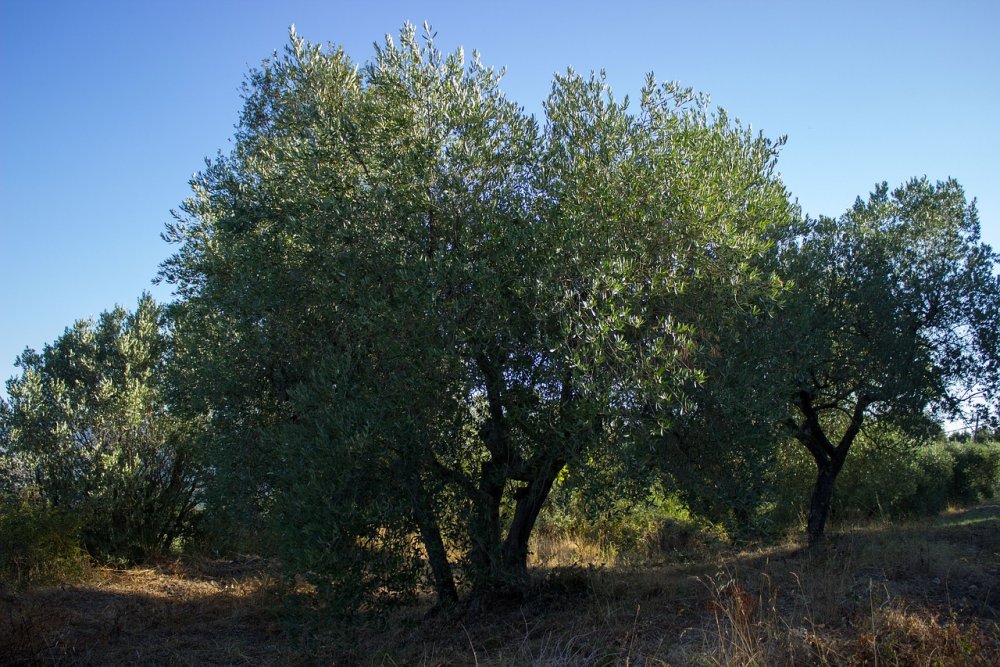 Оливковое дерево роща Италия