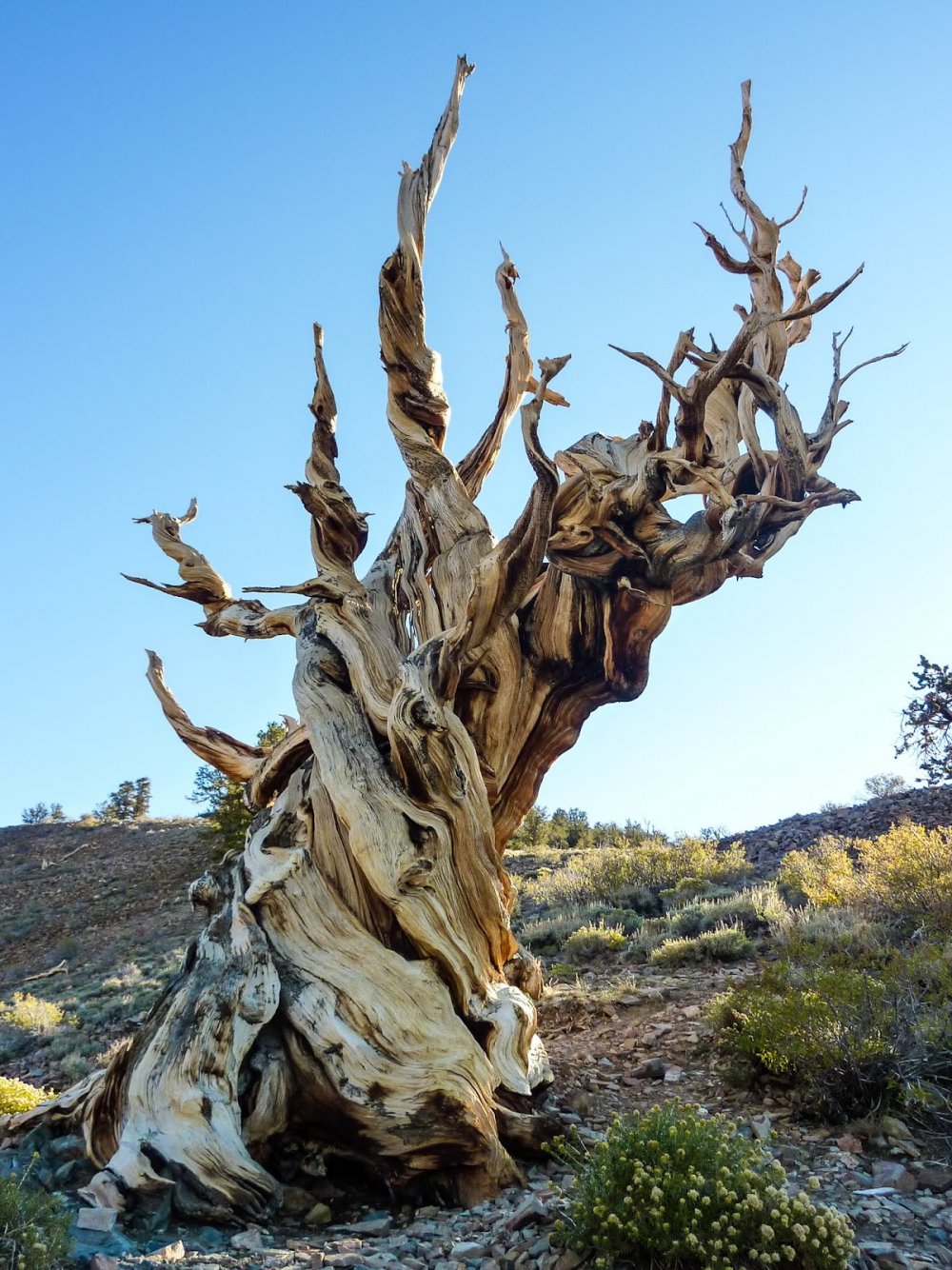 Сосна остистая межгорная Pinus longaeva