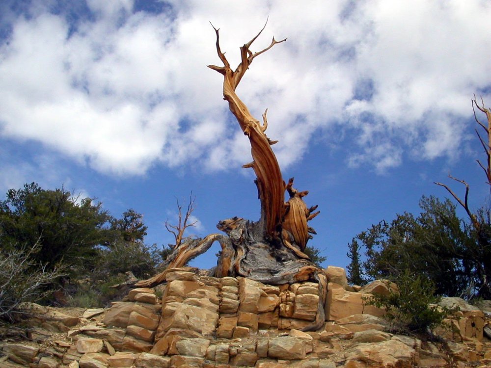 Сосна остистая Pinus aristata
