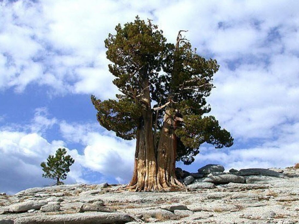 Сосна остистая межгорная Pinus longaeva