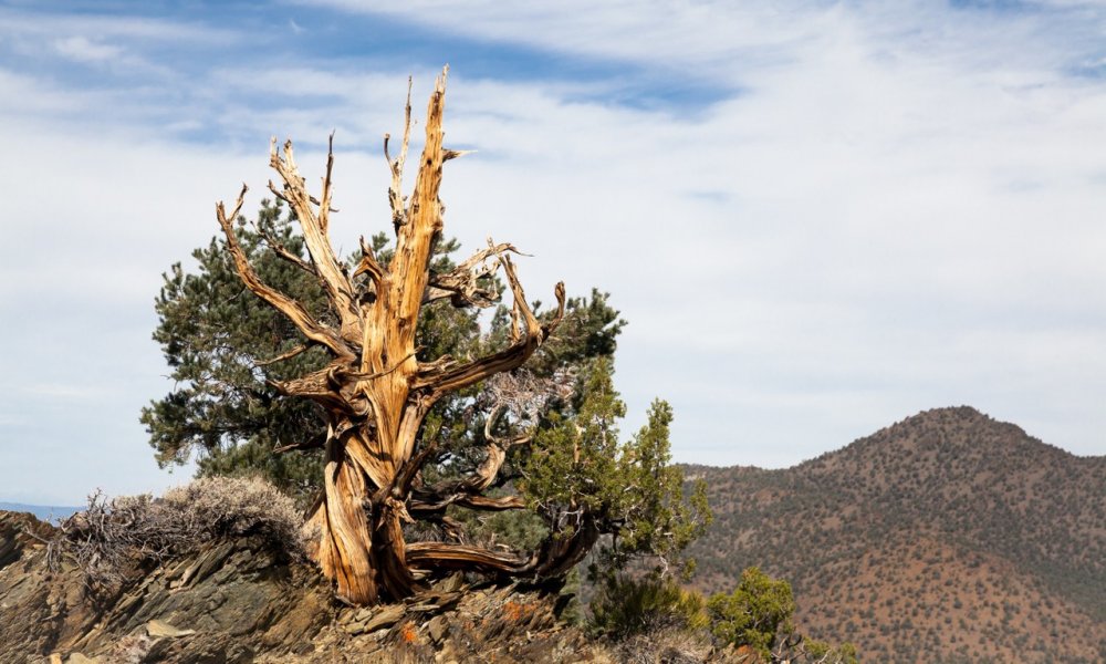 Pinus longaeva вегетационный период