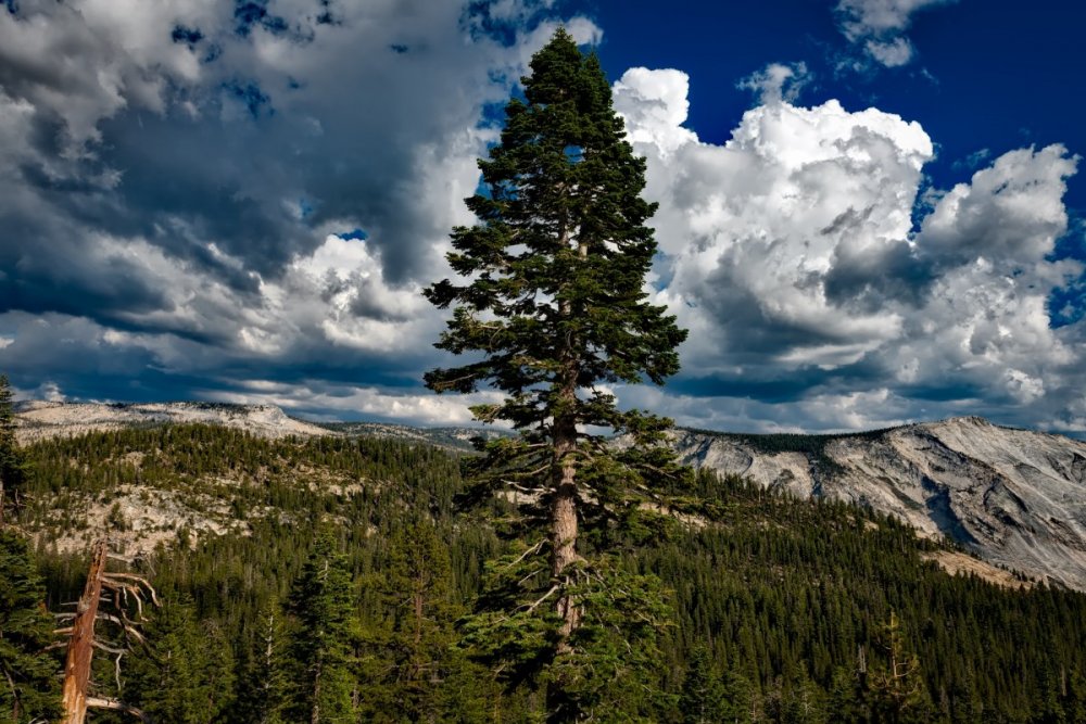 Сосна в национальном парке Йосемити