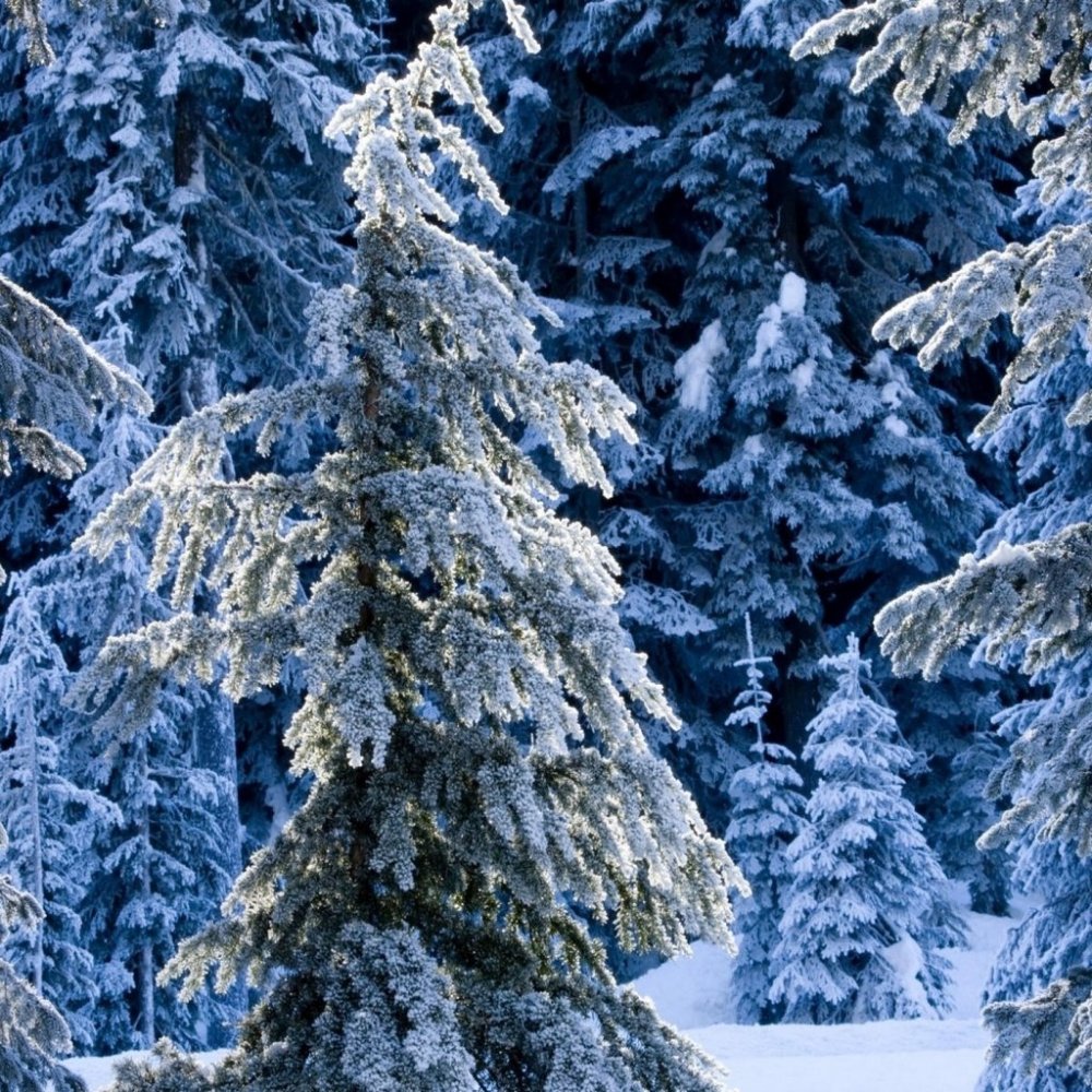 Зимняя елка