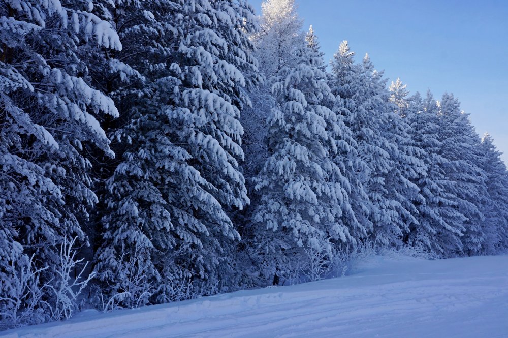 Елочный лес зимой