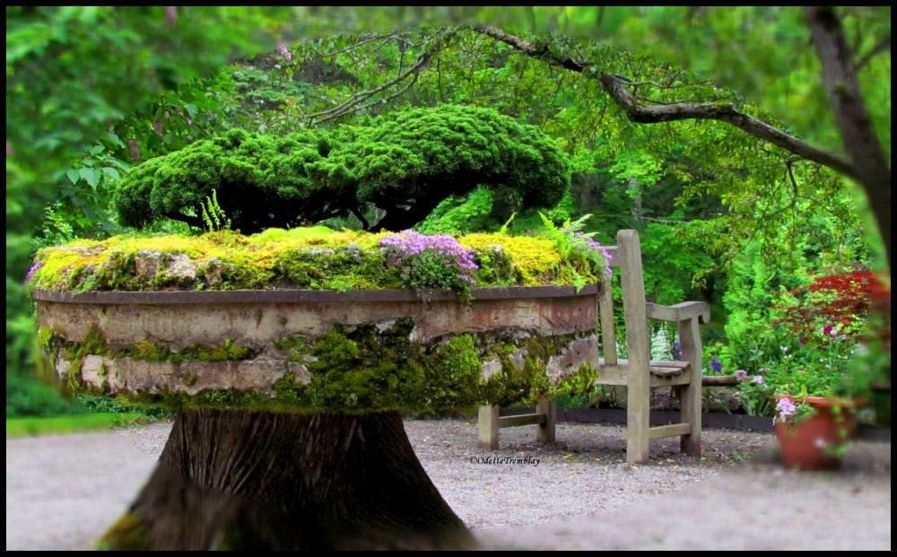 Сад бонсай в природе