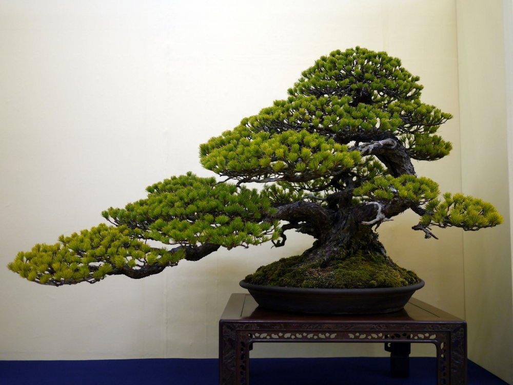 Бонсай дерево в Японии