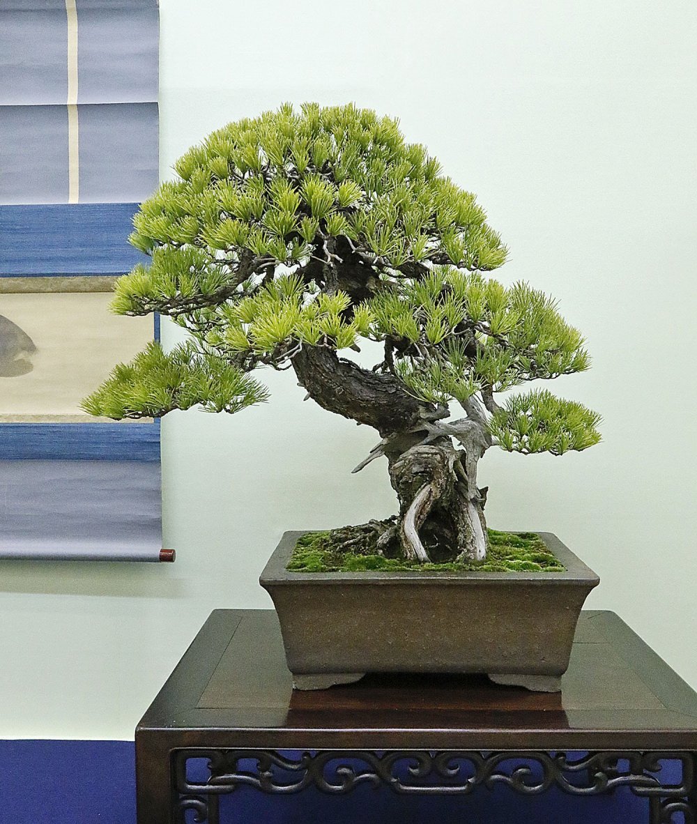 Бонсай дерево в Японии