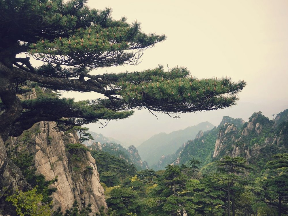 Гора Хуаншань деревья