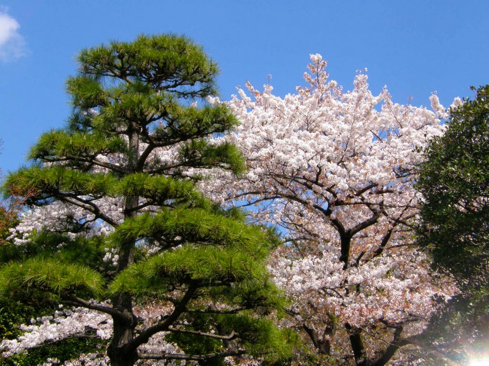 Императорский дворец Японии цветут кусты