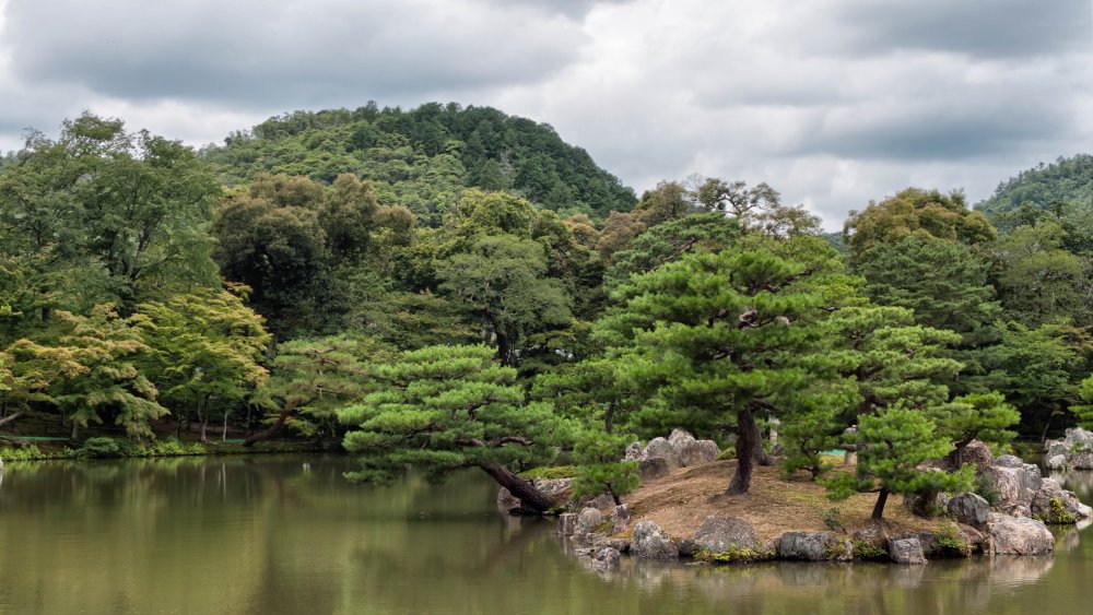 Хвойные леса Японии