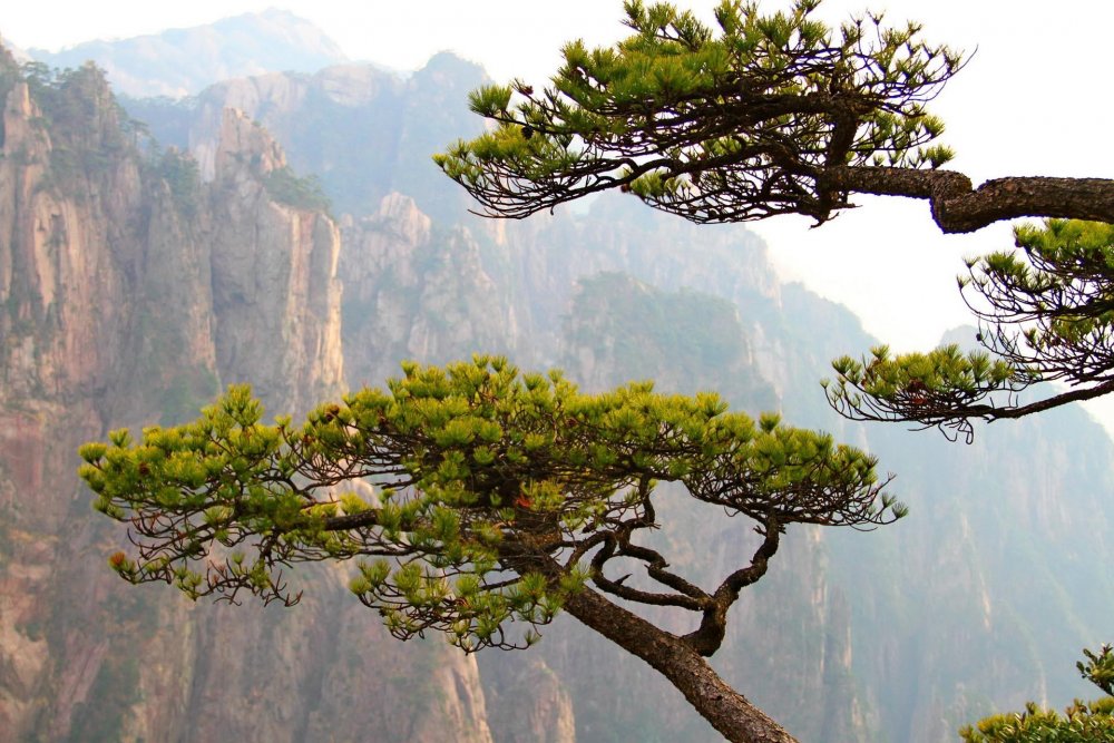 Гора Хуаншань деревья