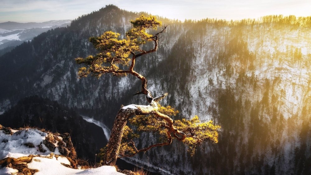 Одинокое дерево на горе