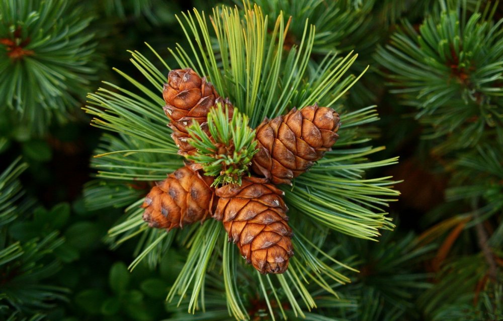 Pinus sibirica шишки
