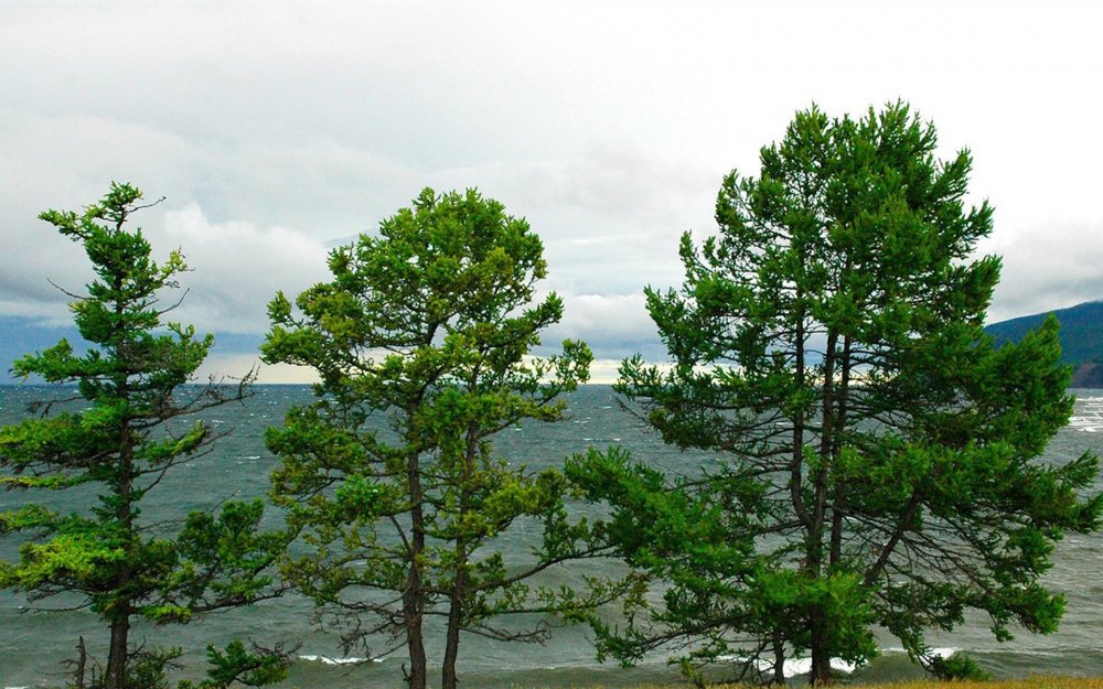 Забайкальский национальный парк сосна обыкновенная