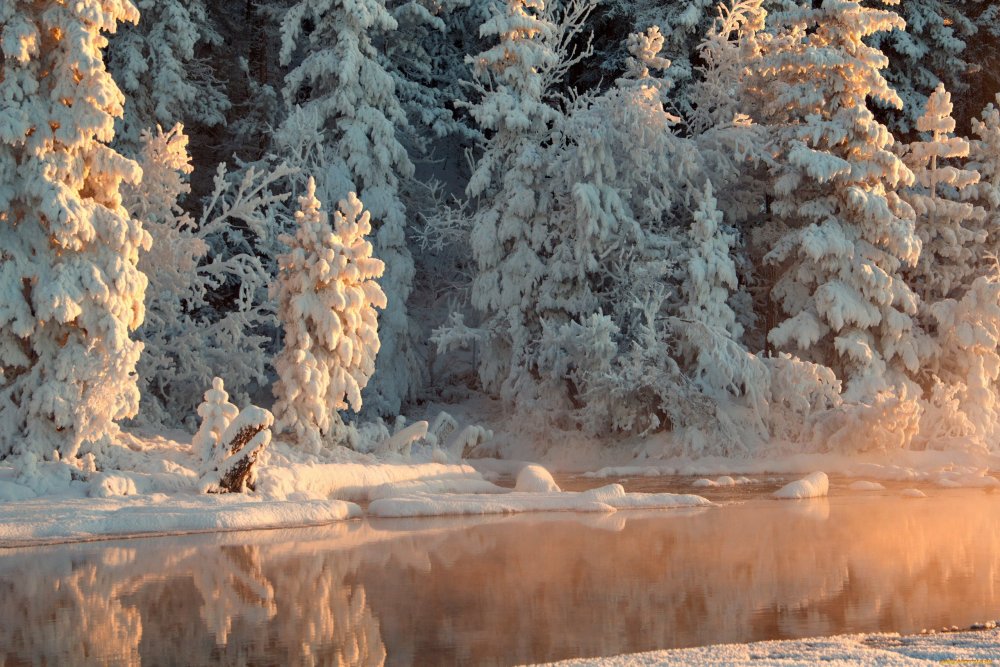 Зимний лес в снегу