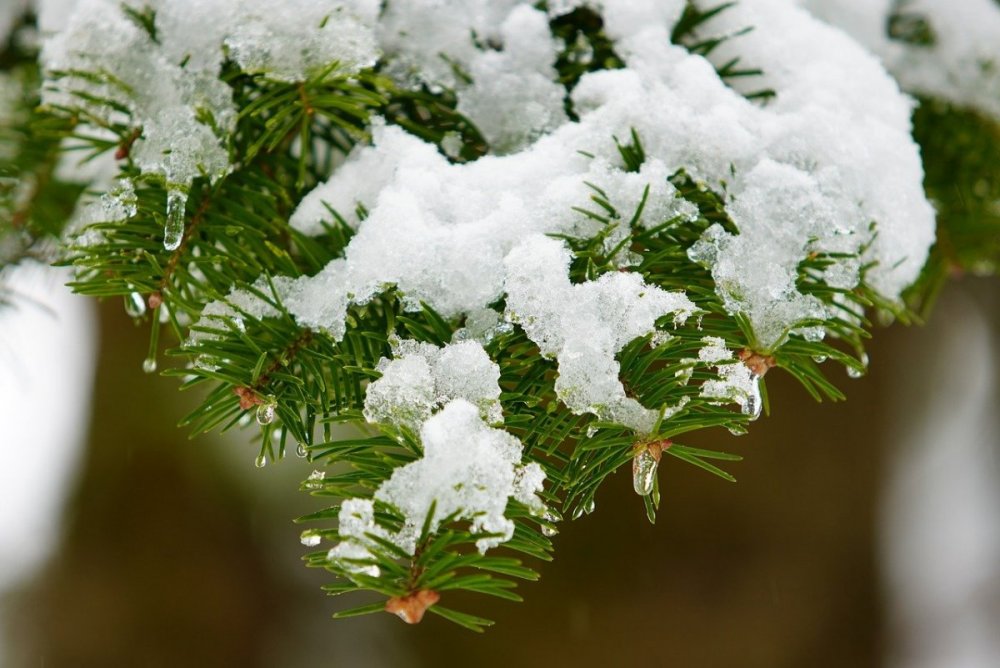 Натуральная ель со снегом припорошенная