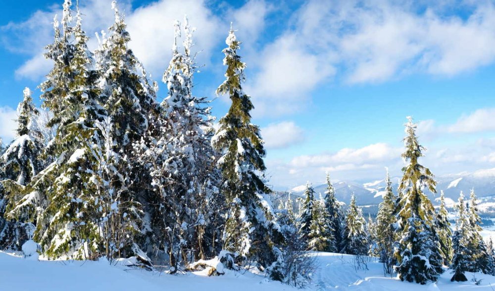 Сказочный зимний лес панорама