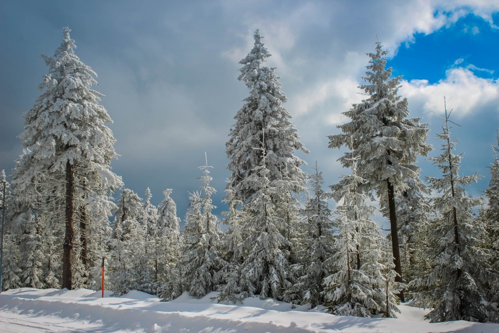 Хвойный лес зимой