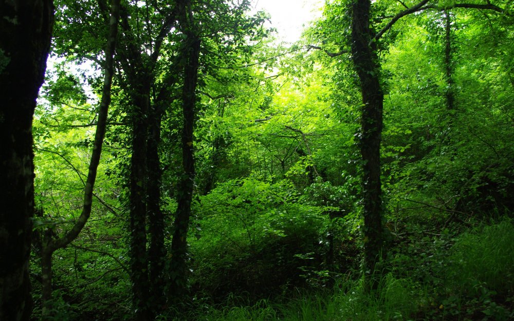 Густые лиственные леса