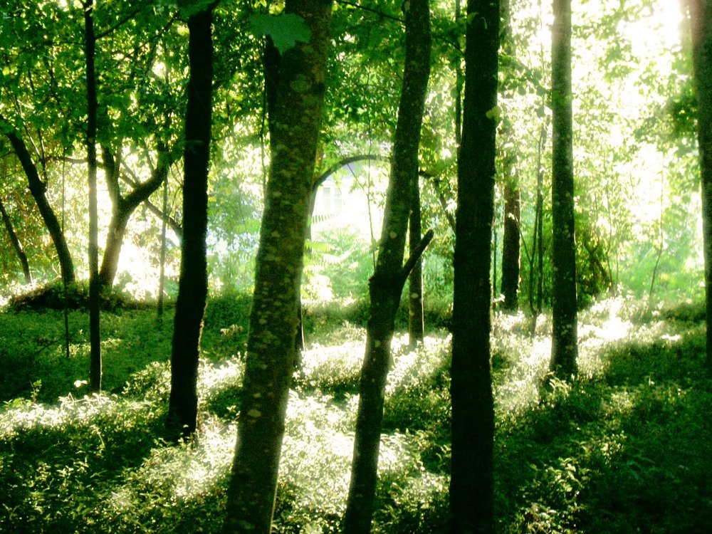 Лиственный лес Солнечный