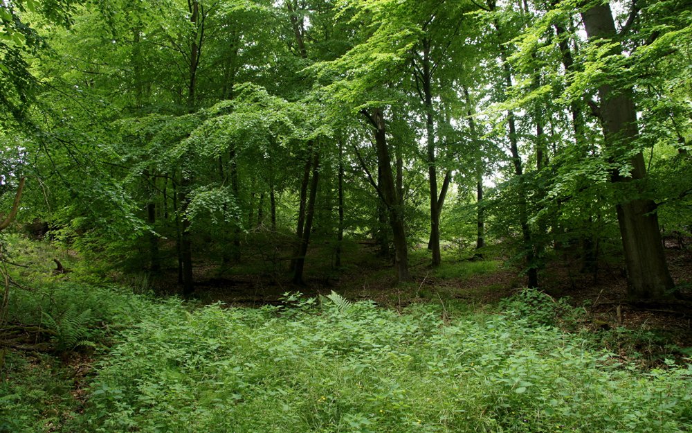 Широколиственный лес Кубани