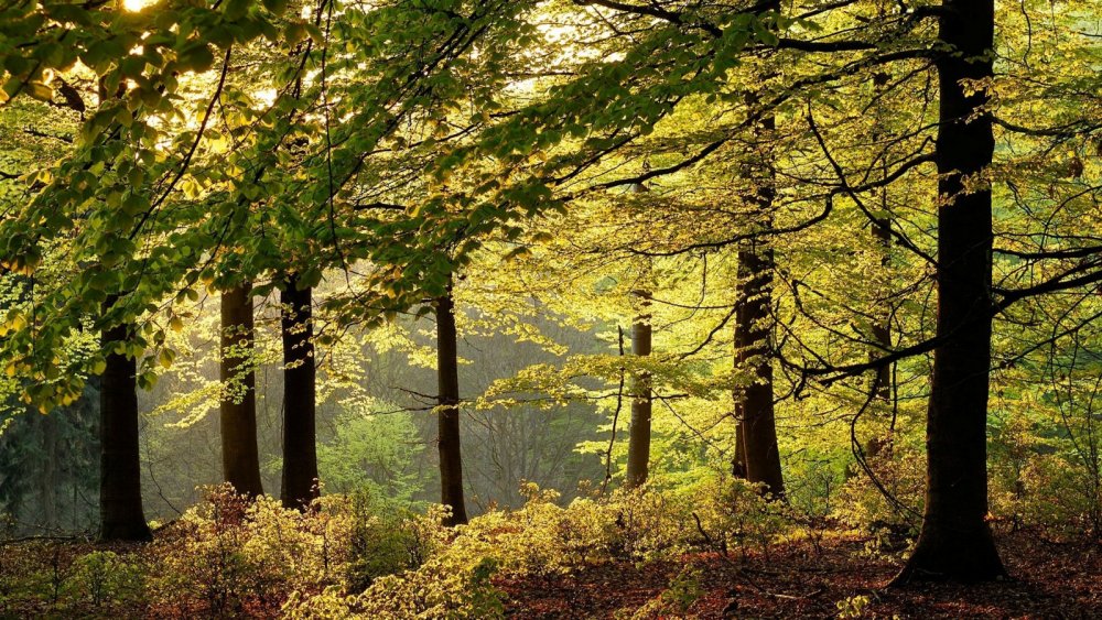 Лиственный лес в Германии