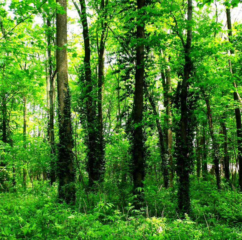 Широколиственный лес России