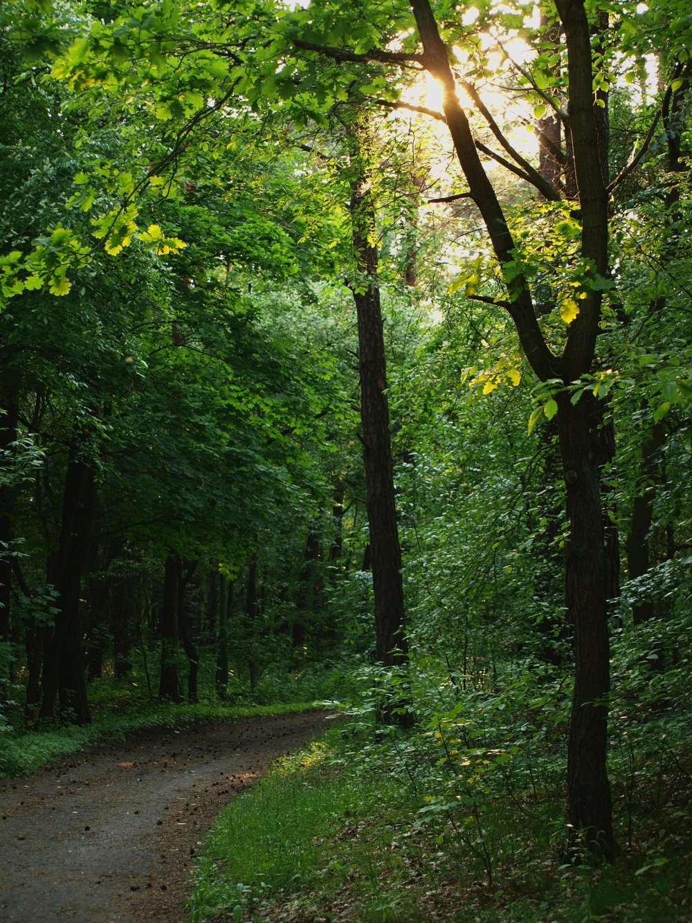 Широколиственныйный лес