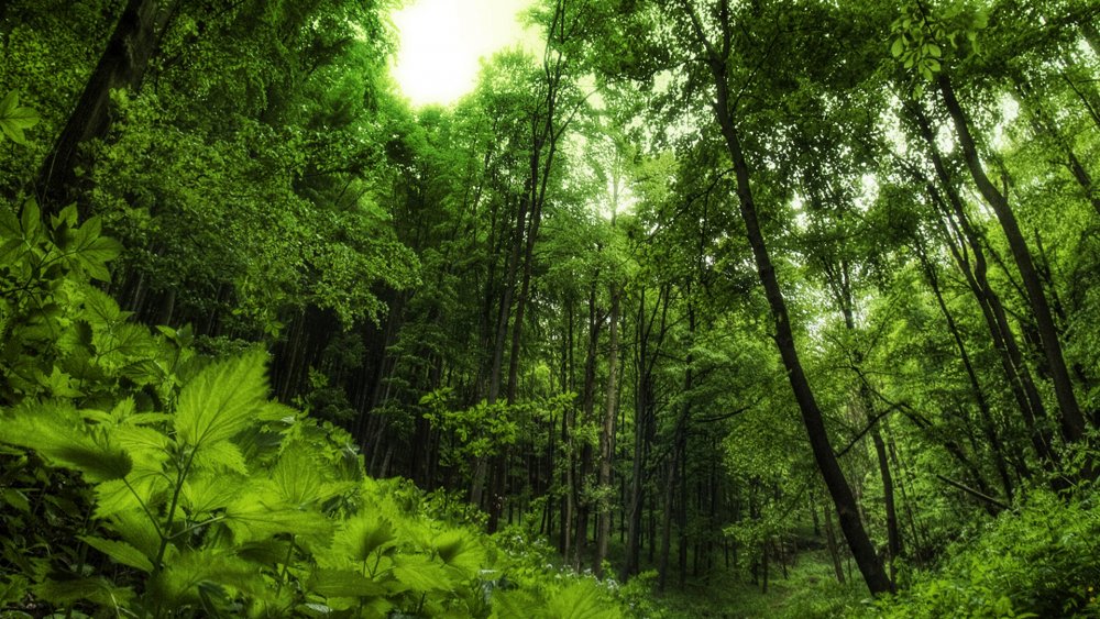 Южная Корея широколистные леса