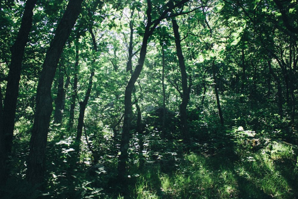 Кедрово-широколиственные леса