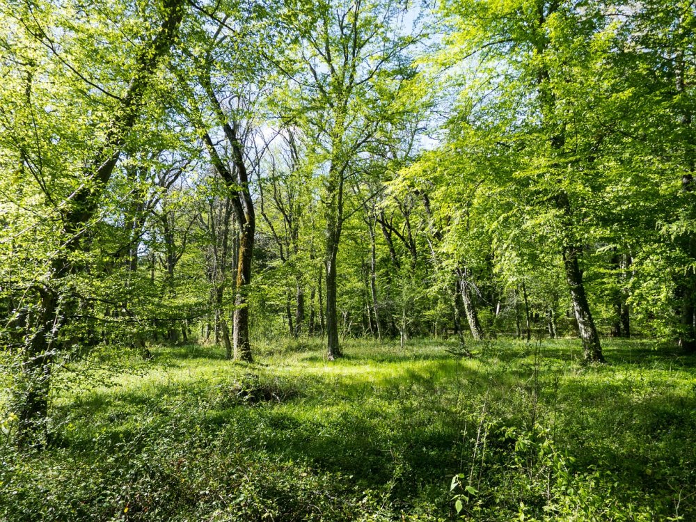 Лиственный лес Поляна