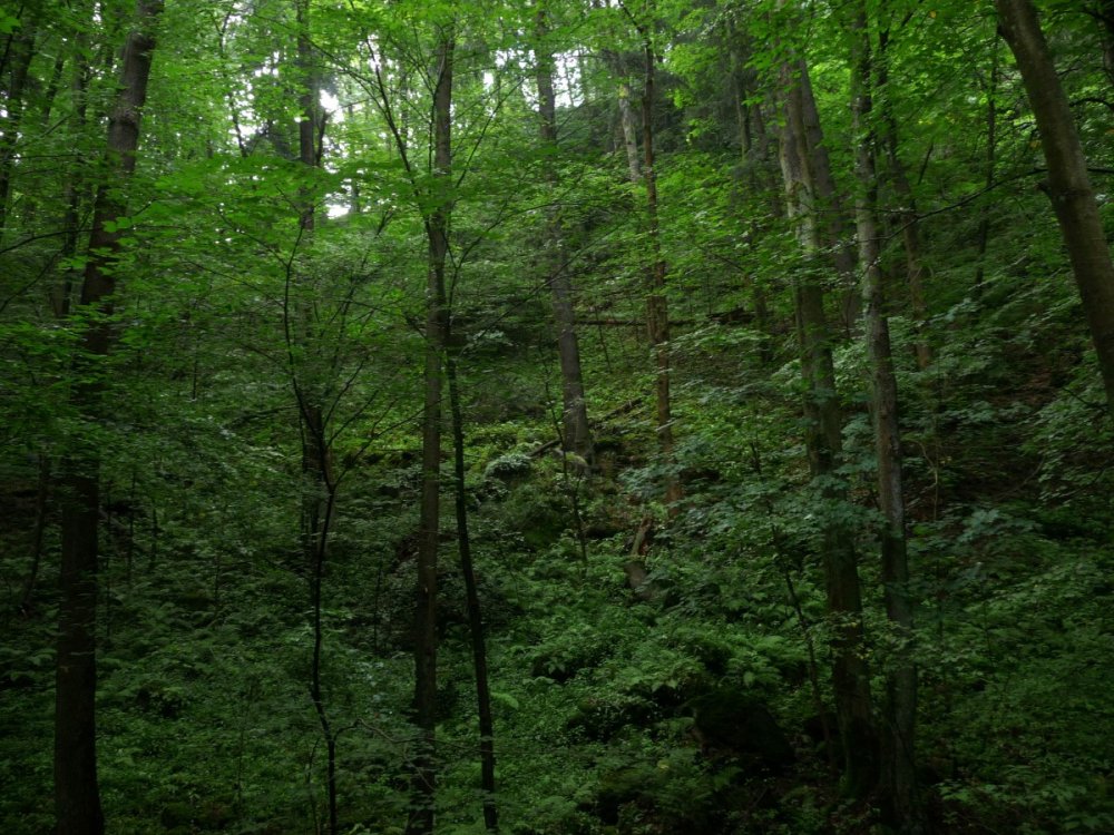 Широколиственный лес Кубани