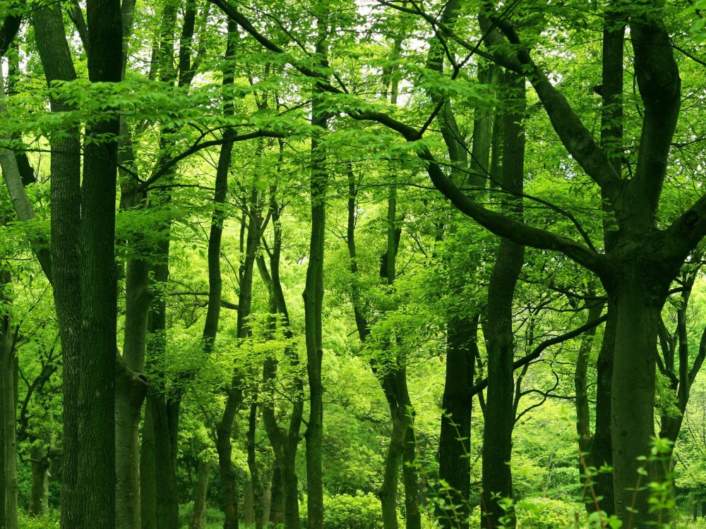 Широколиственный лес деревья