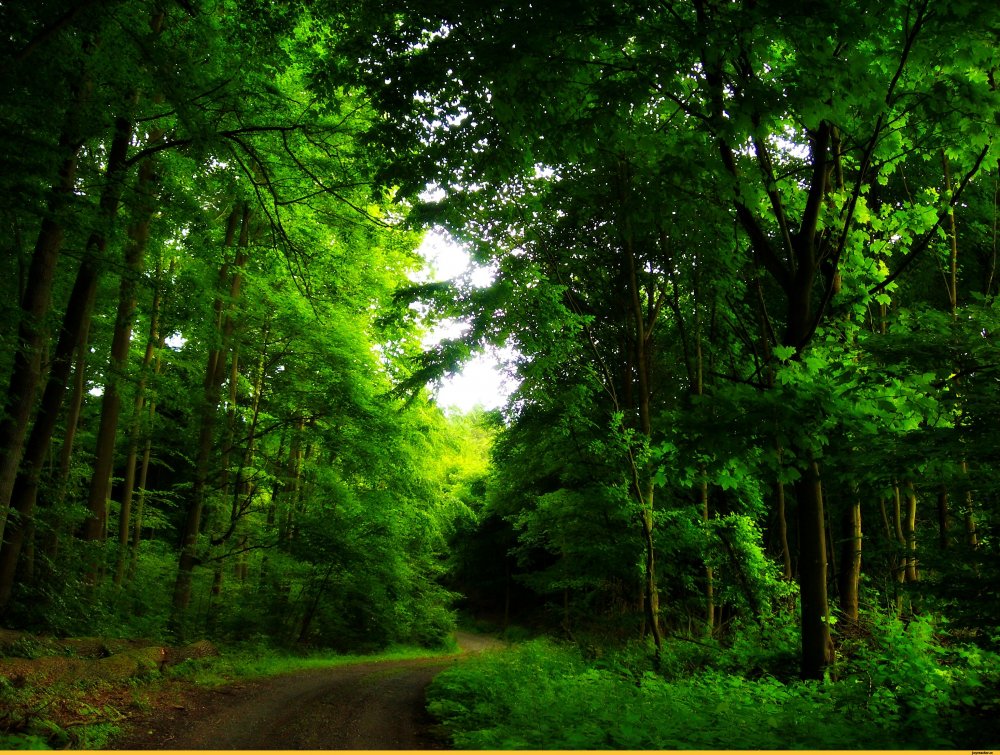 Анимированный лес