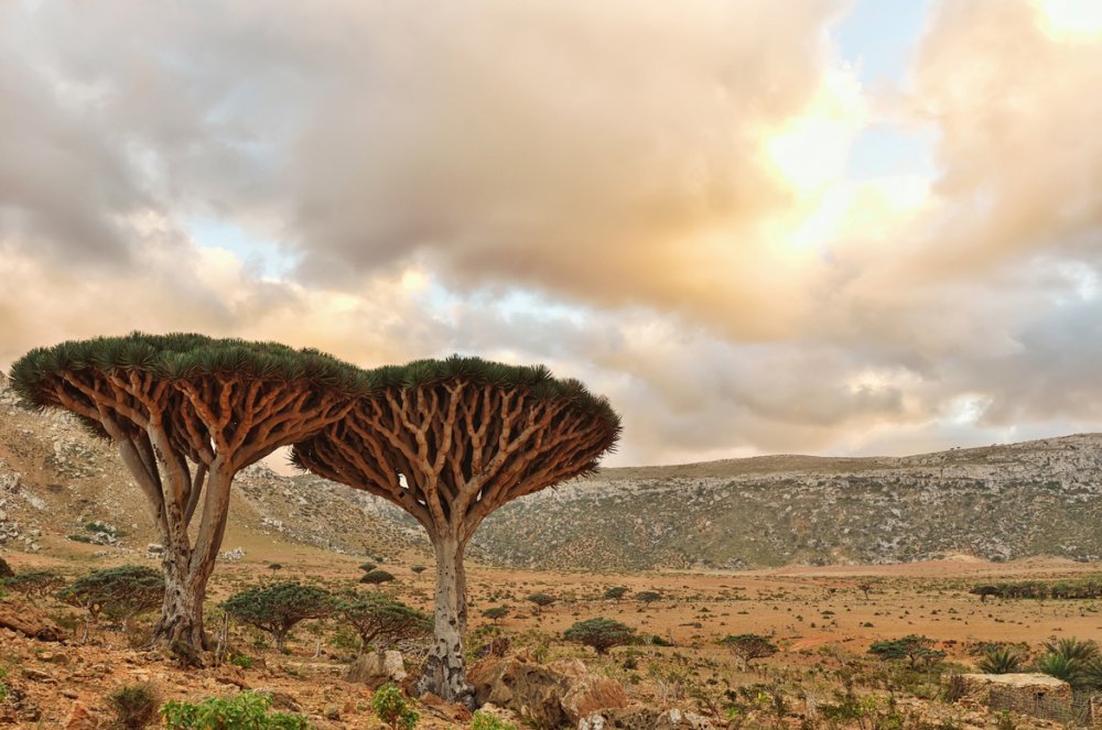 Сокотра Йемен деревья