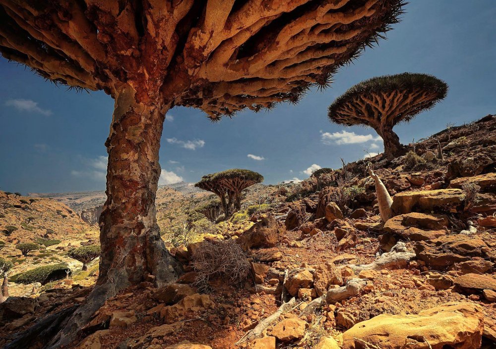 Лес крови дракона (Сокотра, Йемен)