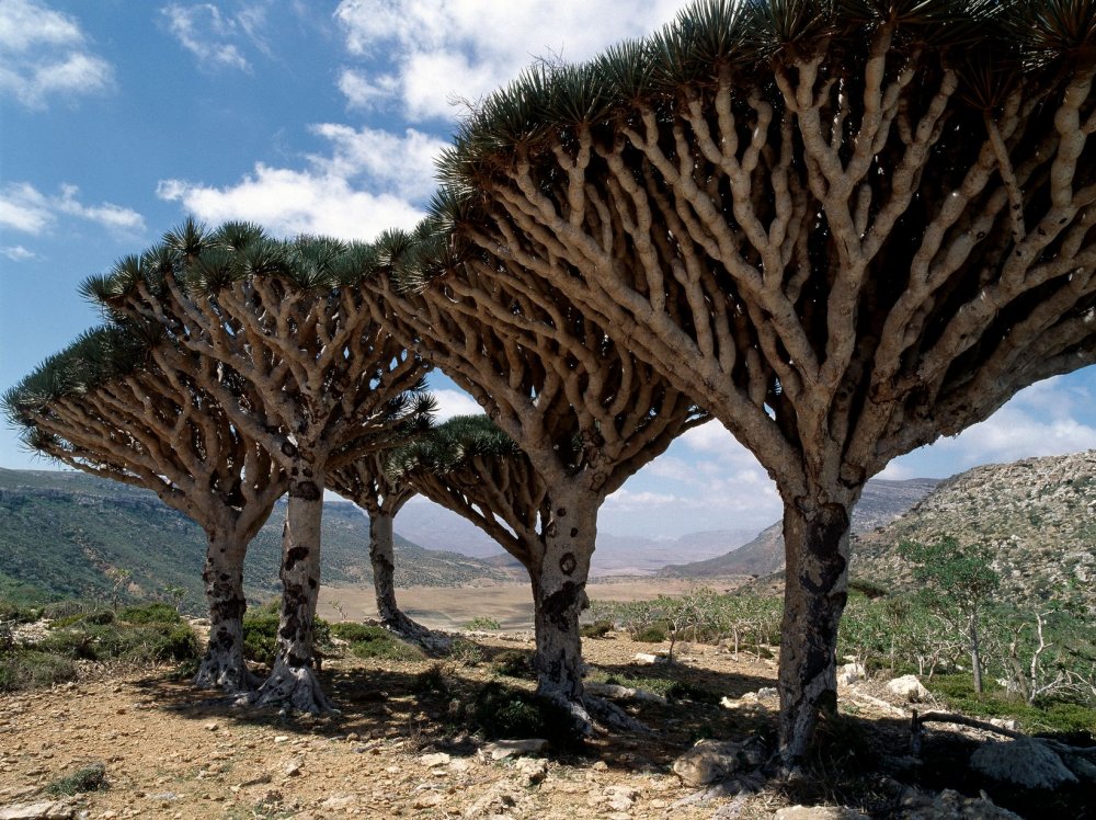 Драконовые деревья на острове Сокотра, Йемен