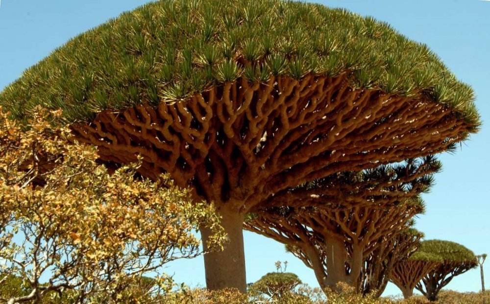 Деревья "кровь дракона", остров Сокотра, Йемен