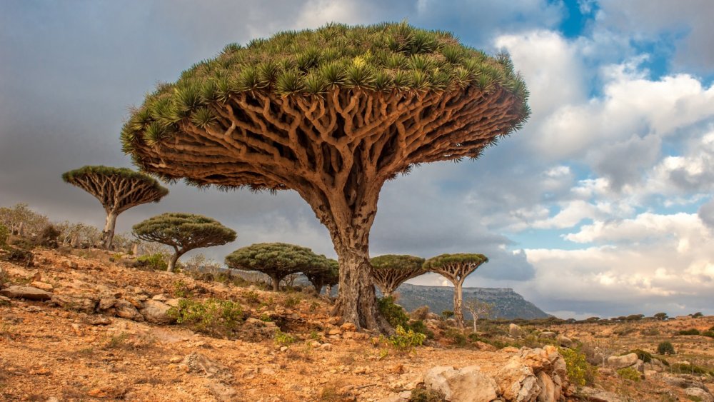 Йемен дерево Сокотрово Драконово