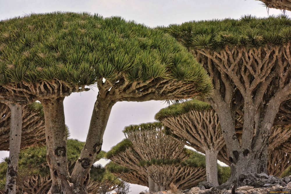 Деревья острова Сокотра