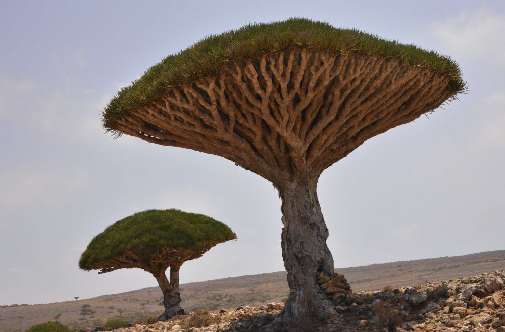 Драконовые деревья на острове Сокотра, Йемен