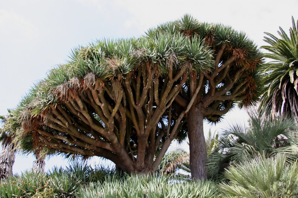 Деревья долгожители Тенериф