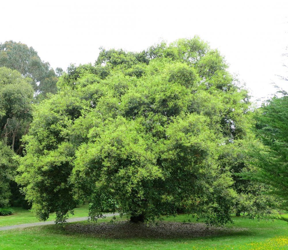 Горчичное дерево фотография