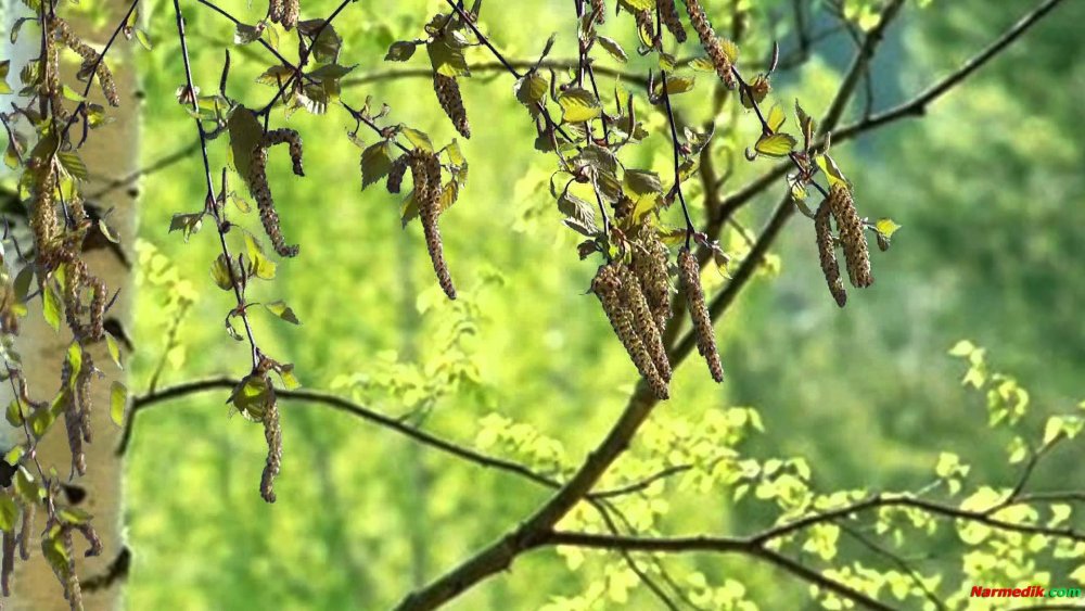 Серёжки на деревьях весной