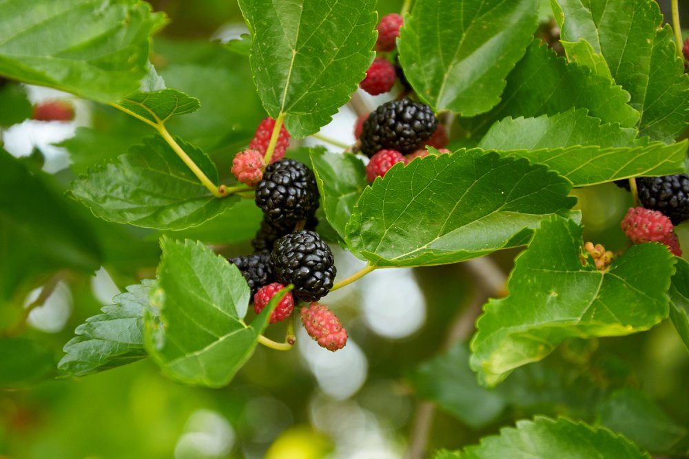 Black Mulberry Tree Garden