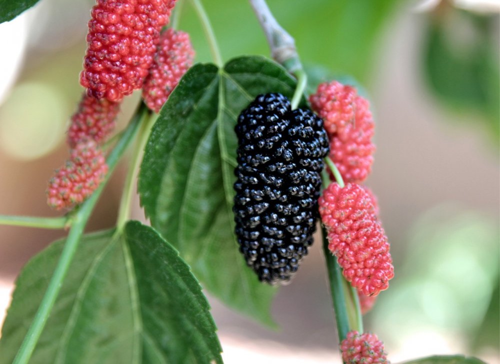 Mulberry Berry