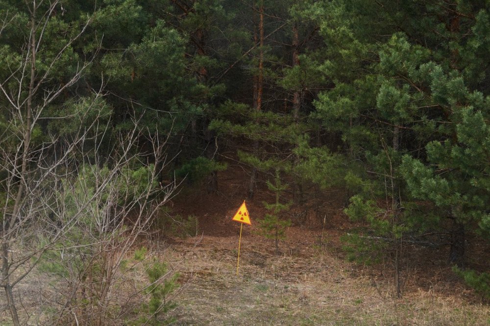 Чернобыльская АЭС рыжий лес