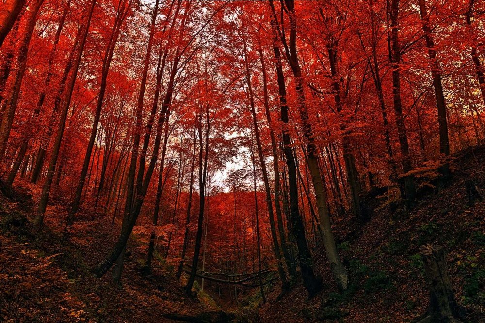 Красный лес Чернобыля