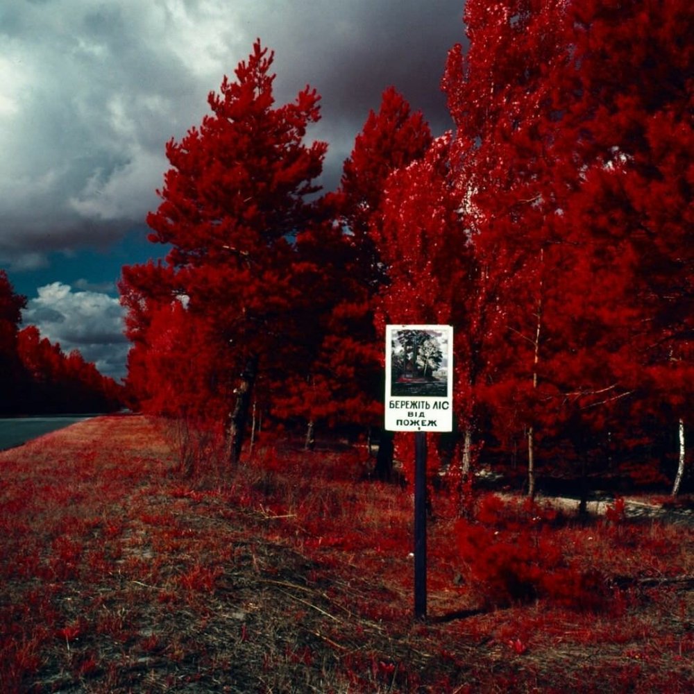 Рыжий лес Припять