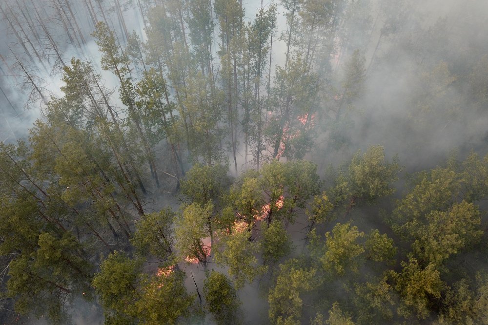 Лесные пожары в Чернобыльской зоне (2020)